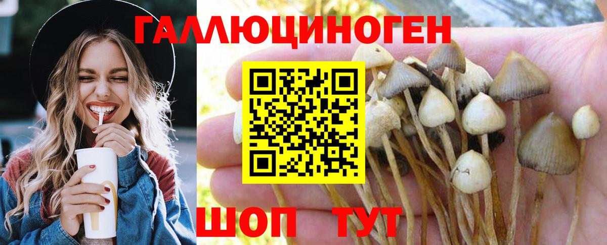 Псилоцибиновые грибы Psilocybe Комсомольск-на-Амуре